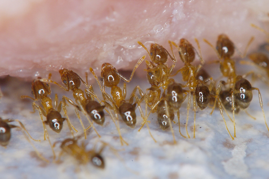 Ants biting person's skin