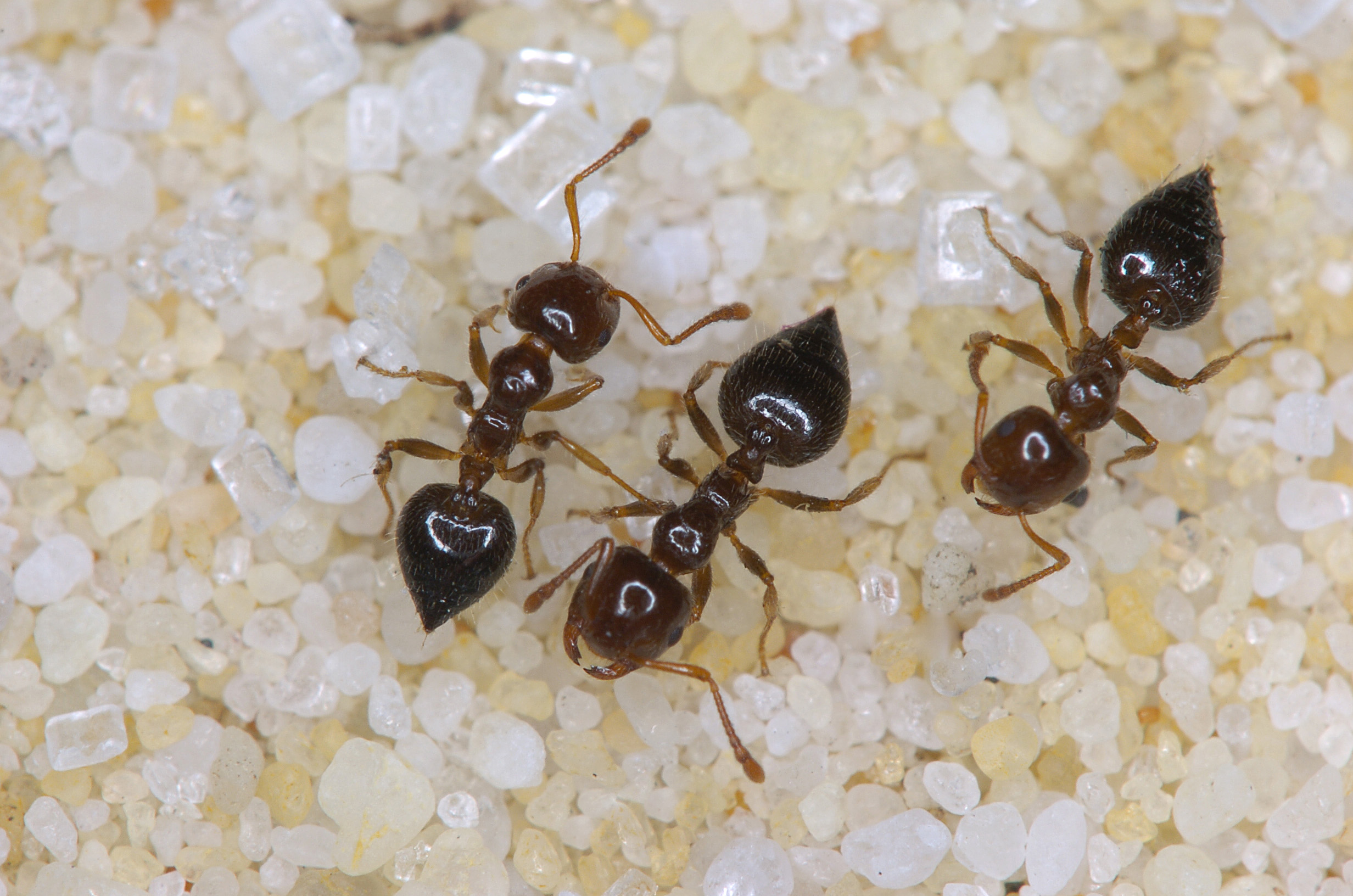 Cocktail ant