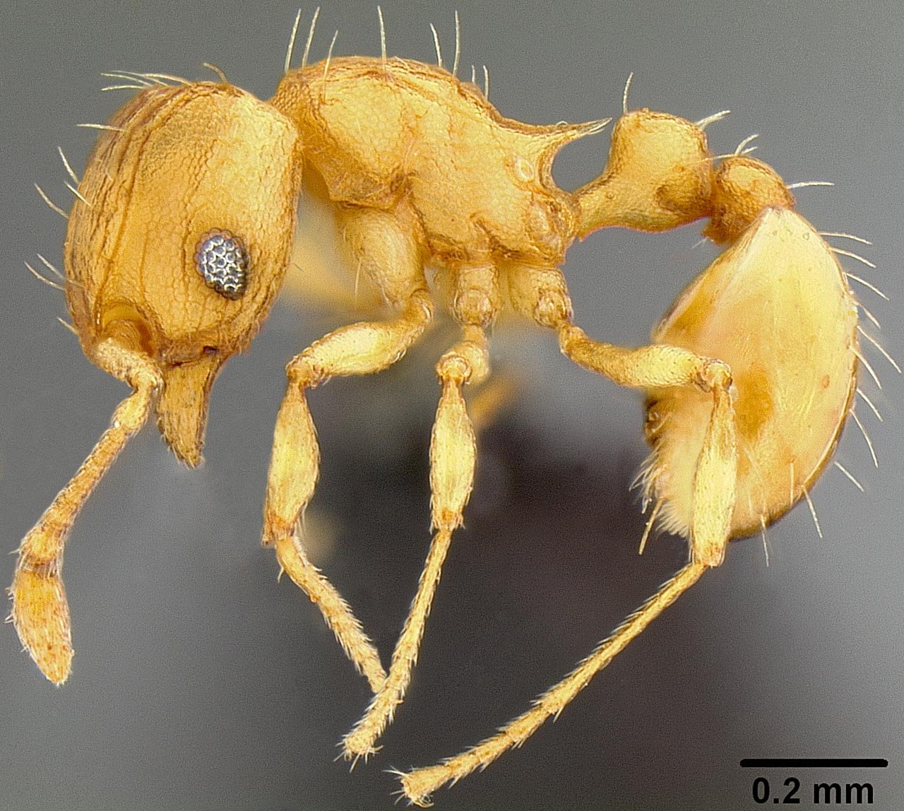 Electric ant