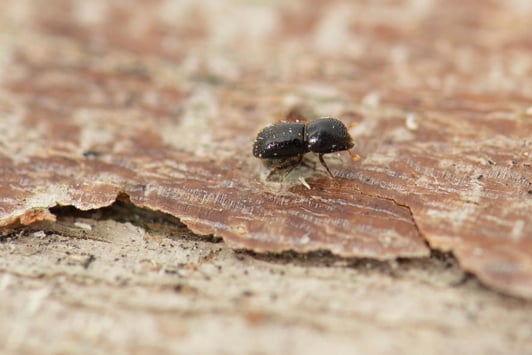 A polyphagous shot-hole borer (small beetle) on tree bark