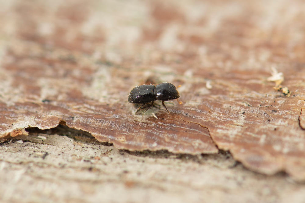 A polyphagous shot-hole borer (small beetle) on tree bark.