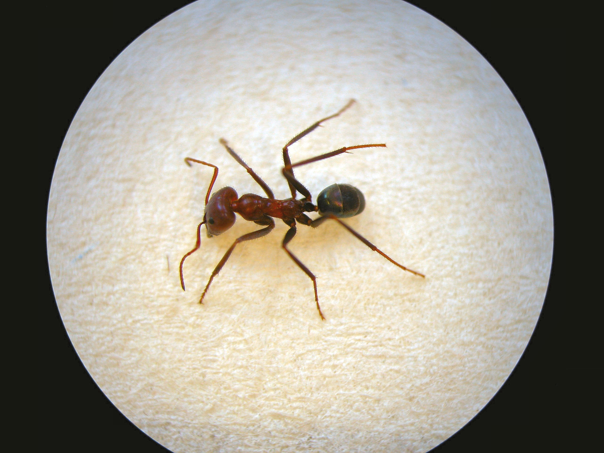 Meat ant
