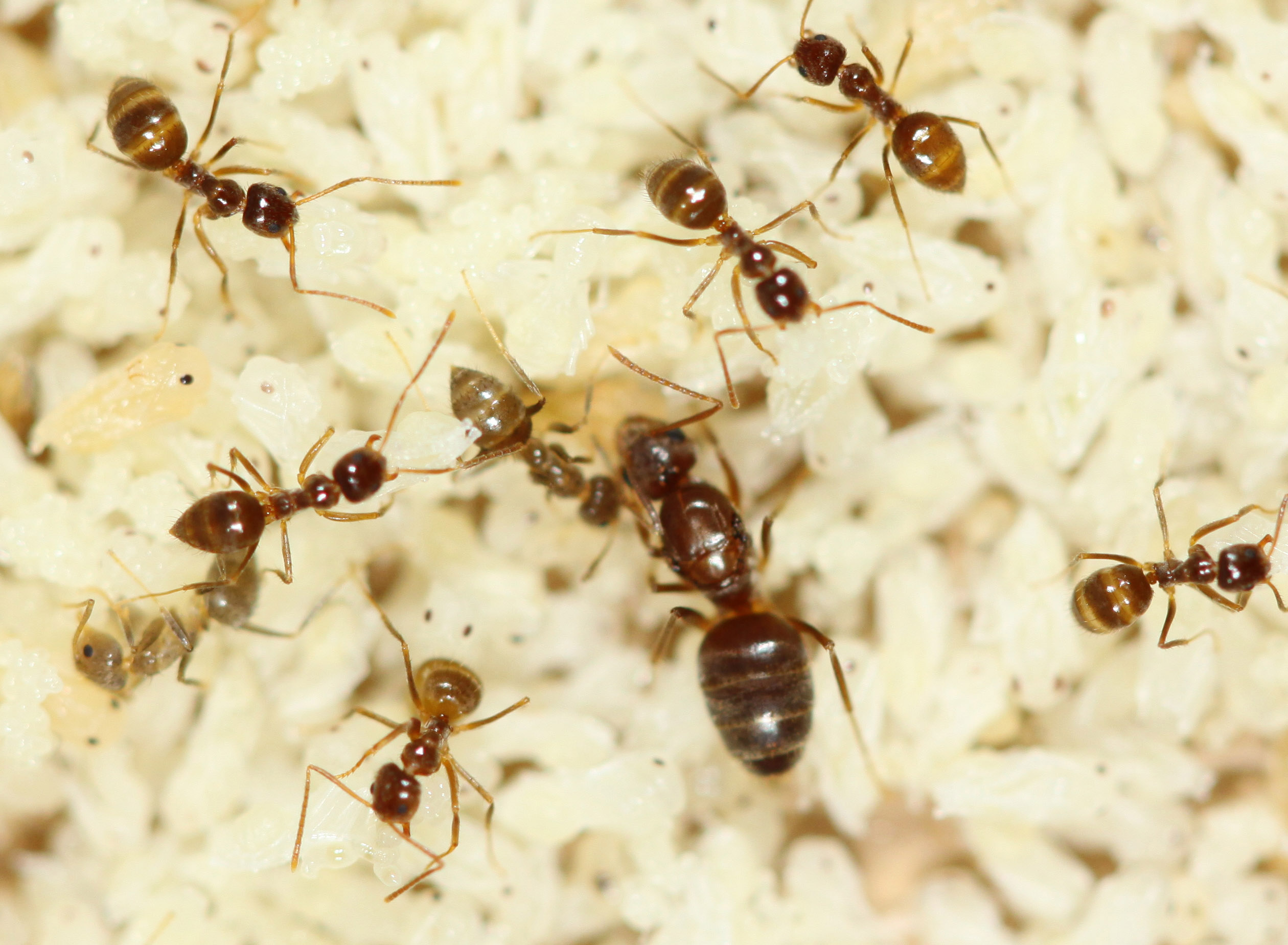 Nylanderia ant