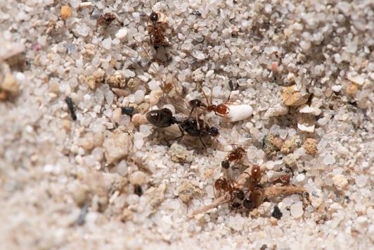 Red imported fire ants