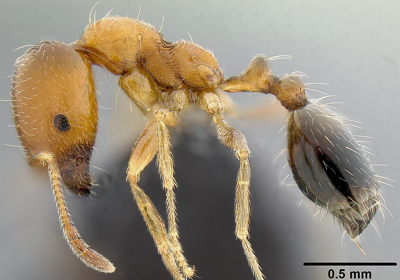 Singapore ant