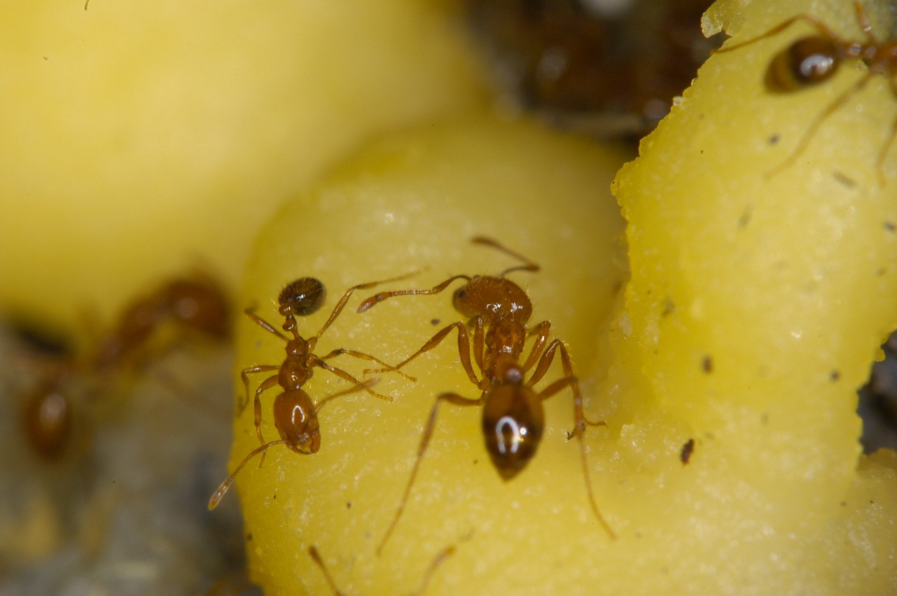 Brown-orange ants on food