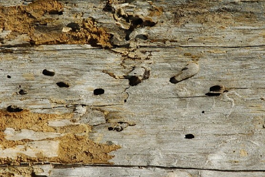 Wood with insect emergence holes and blisters