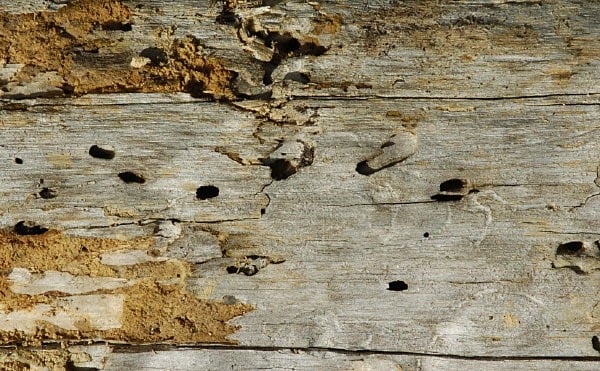 Wood with insect emergence holes and blisters