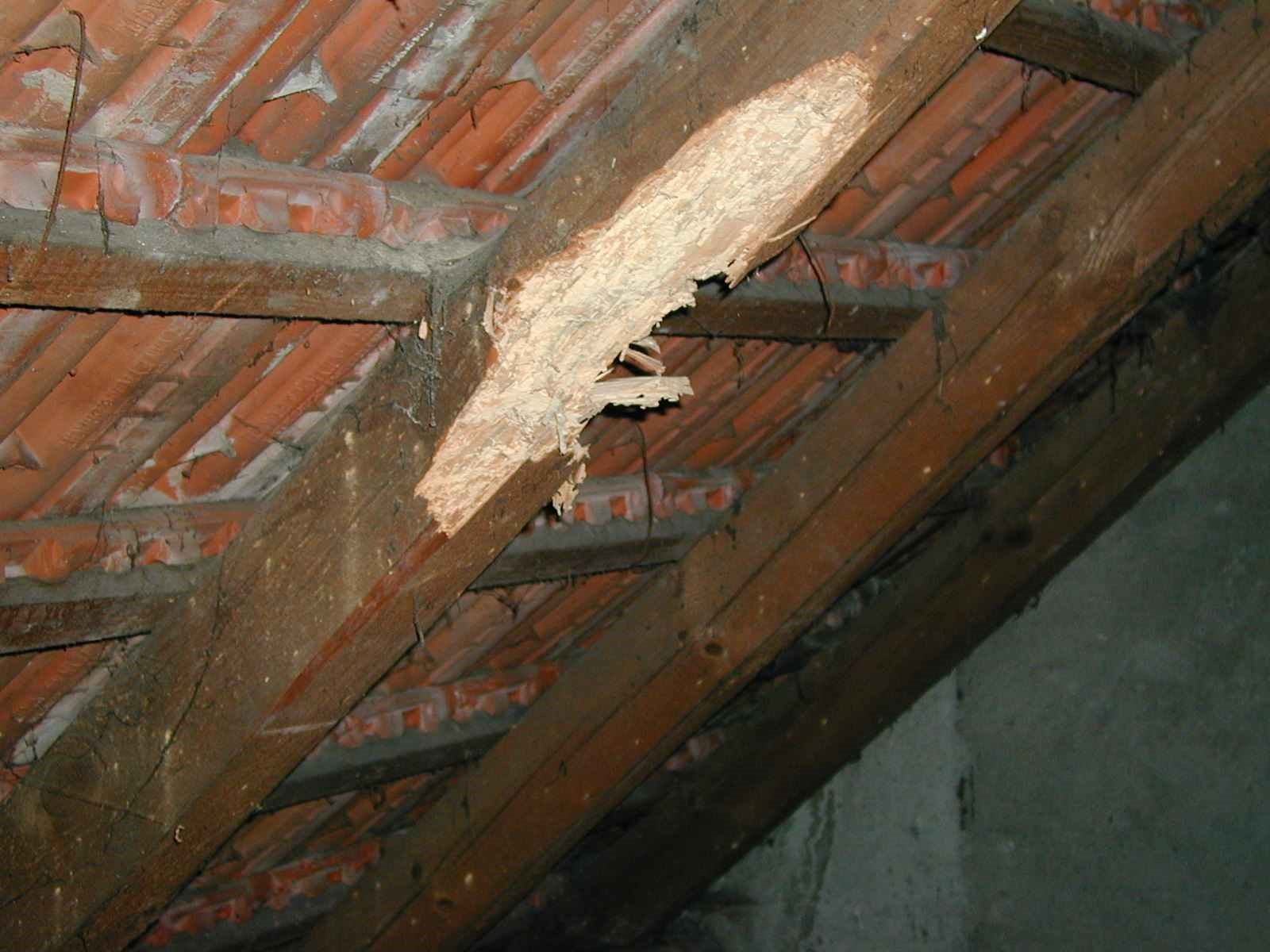 European house borer