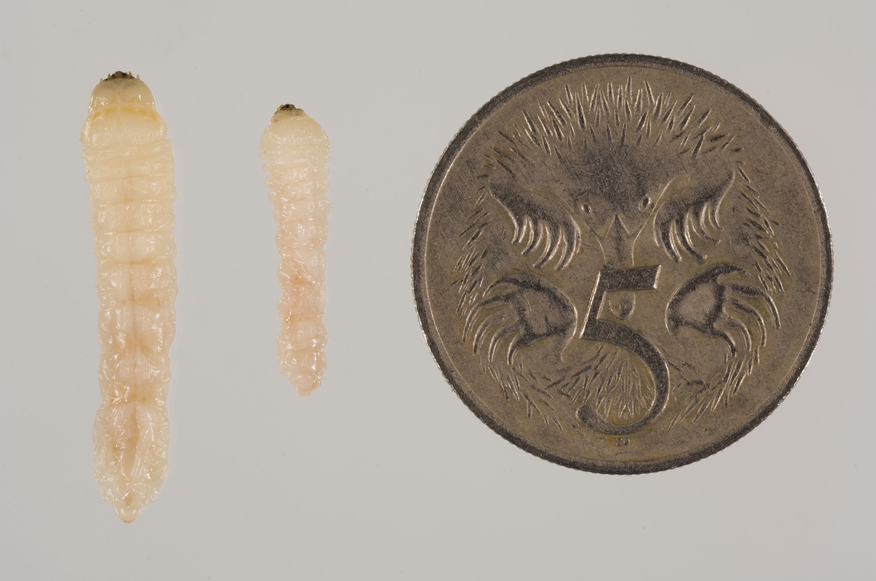 Large and small insect larvae against 5 cent coin