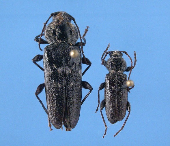 Small and large insects side by side