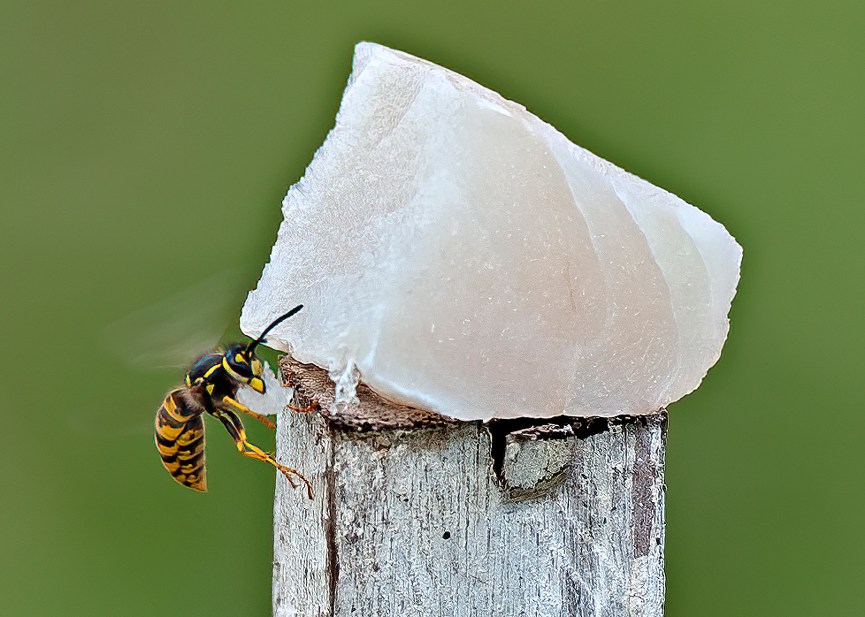 European wasp