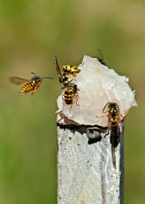 European wasp
