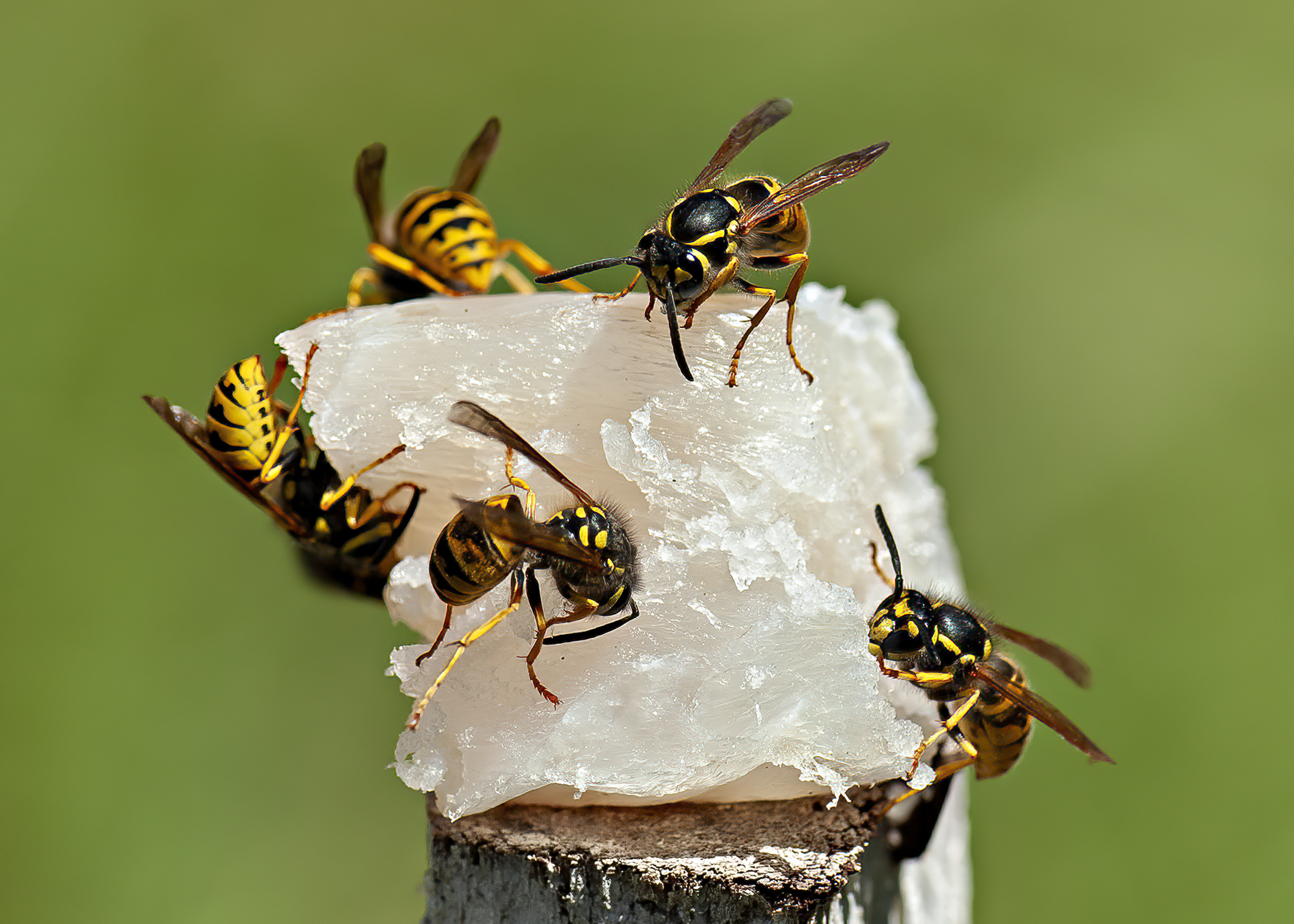 European wasps on fish bait