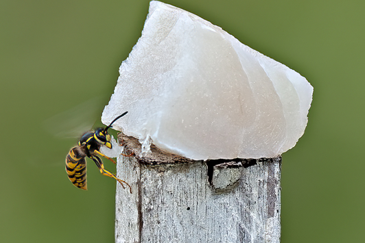 European wasp on fish bait