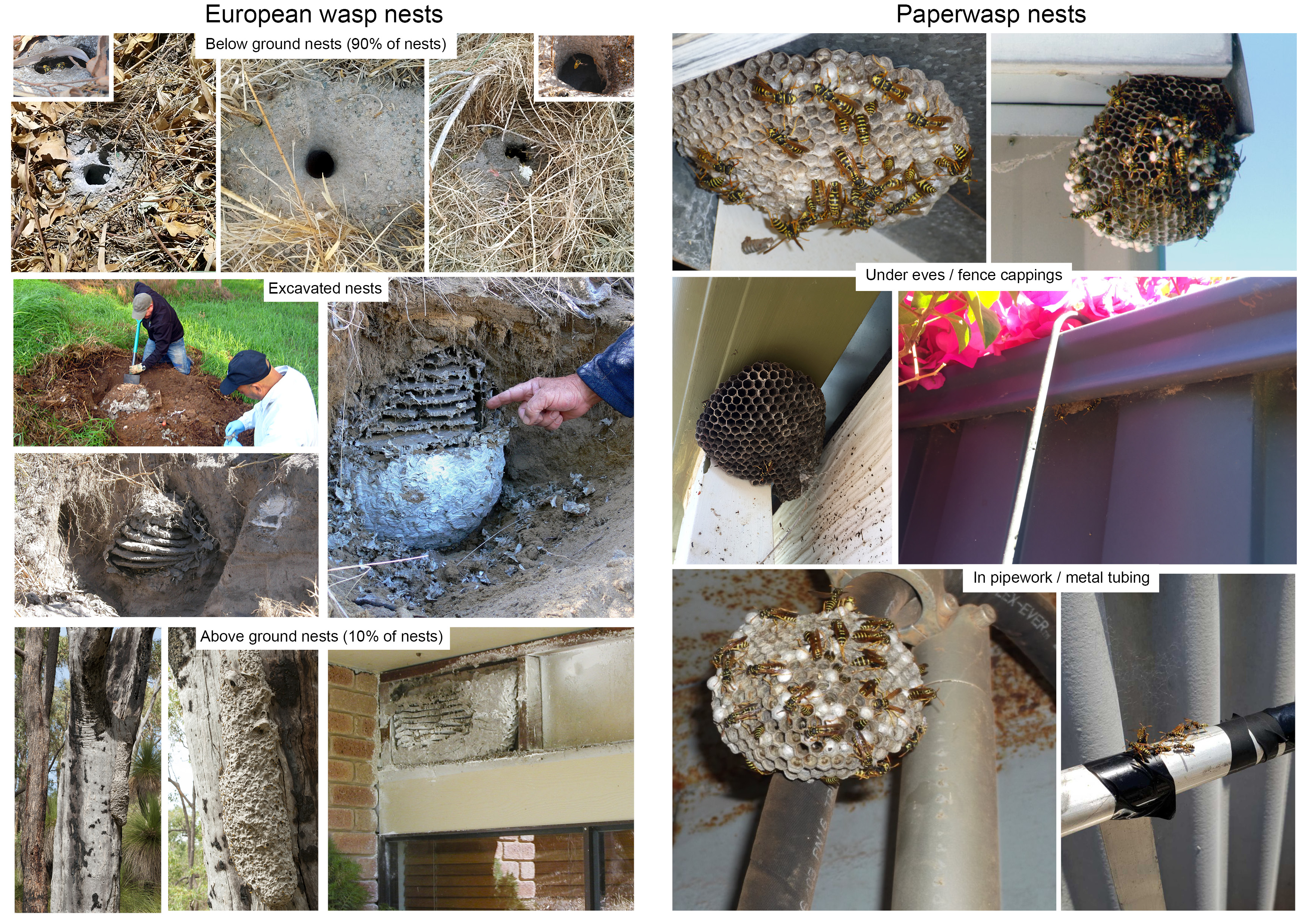 Comparison of European wasp and paper wasp nests and their locations