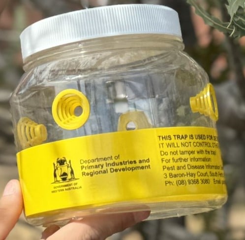 European wasp trap