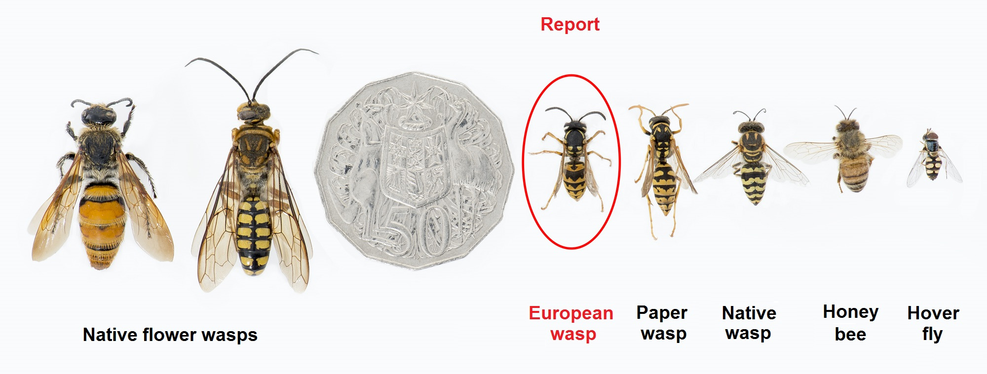 Yellow paper wasps are common and widespread in WA and easy to confuse with European wasps. Check the colour of antennae and position of legs in flight to identify the wasp