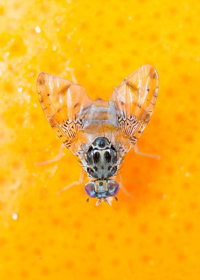 Medfly