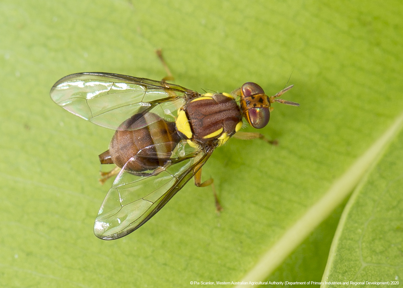 Queensland fruit fly