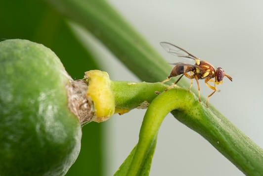 Queensland fruit fly