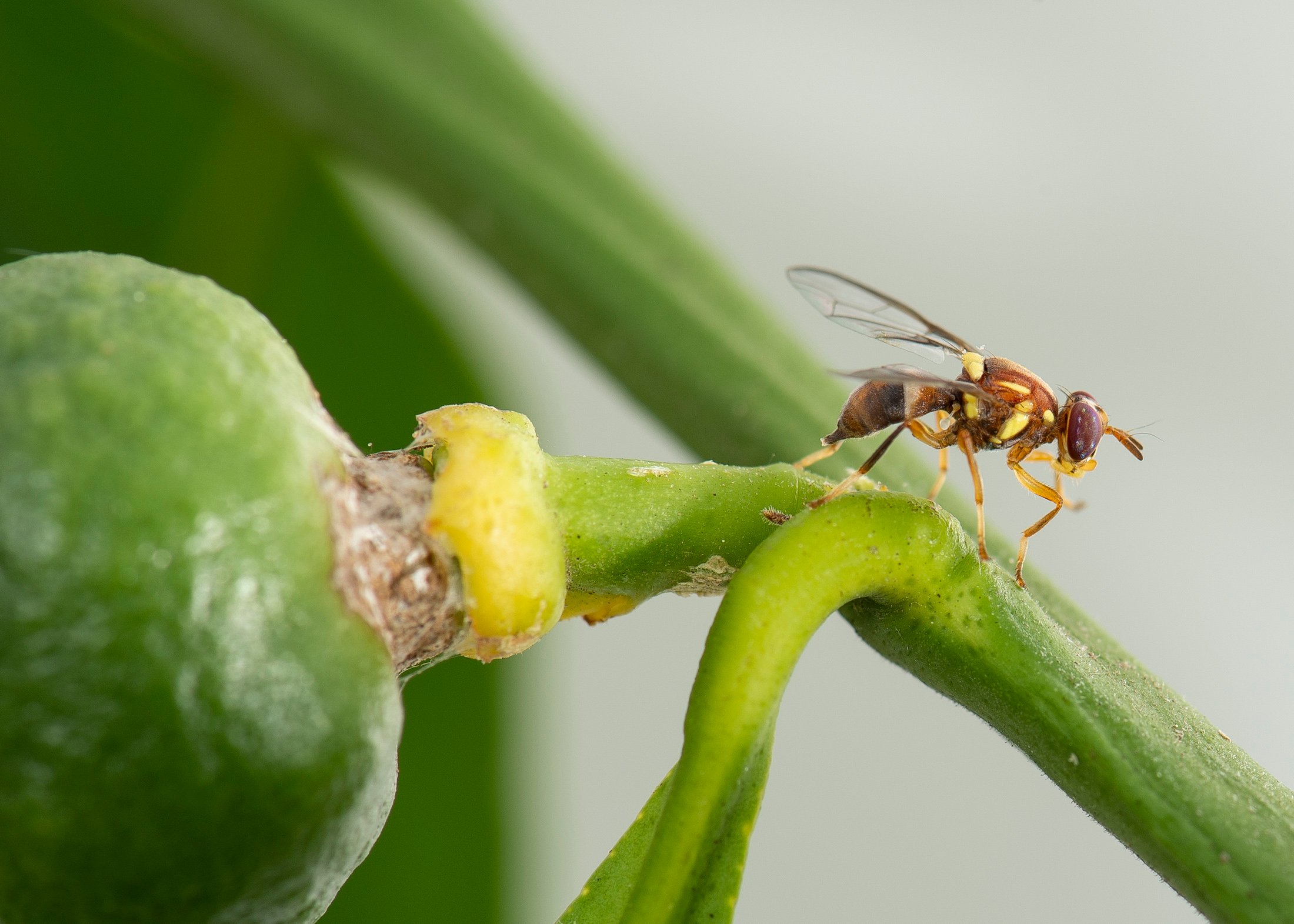 Queensland fruit fly 