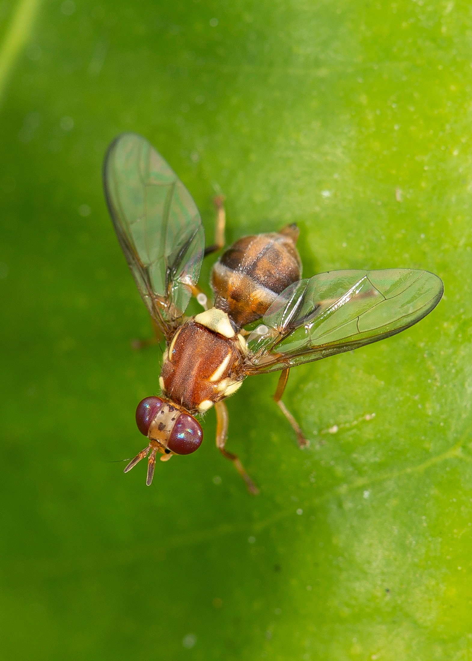 Queensland fruit fly on fruit