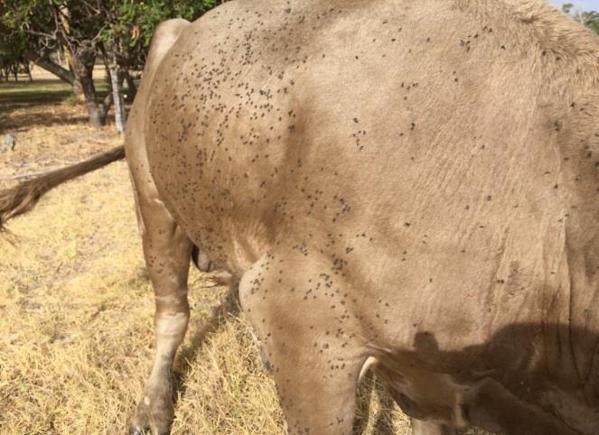 stable flies on bull