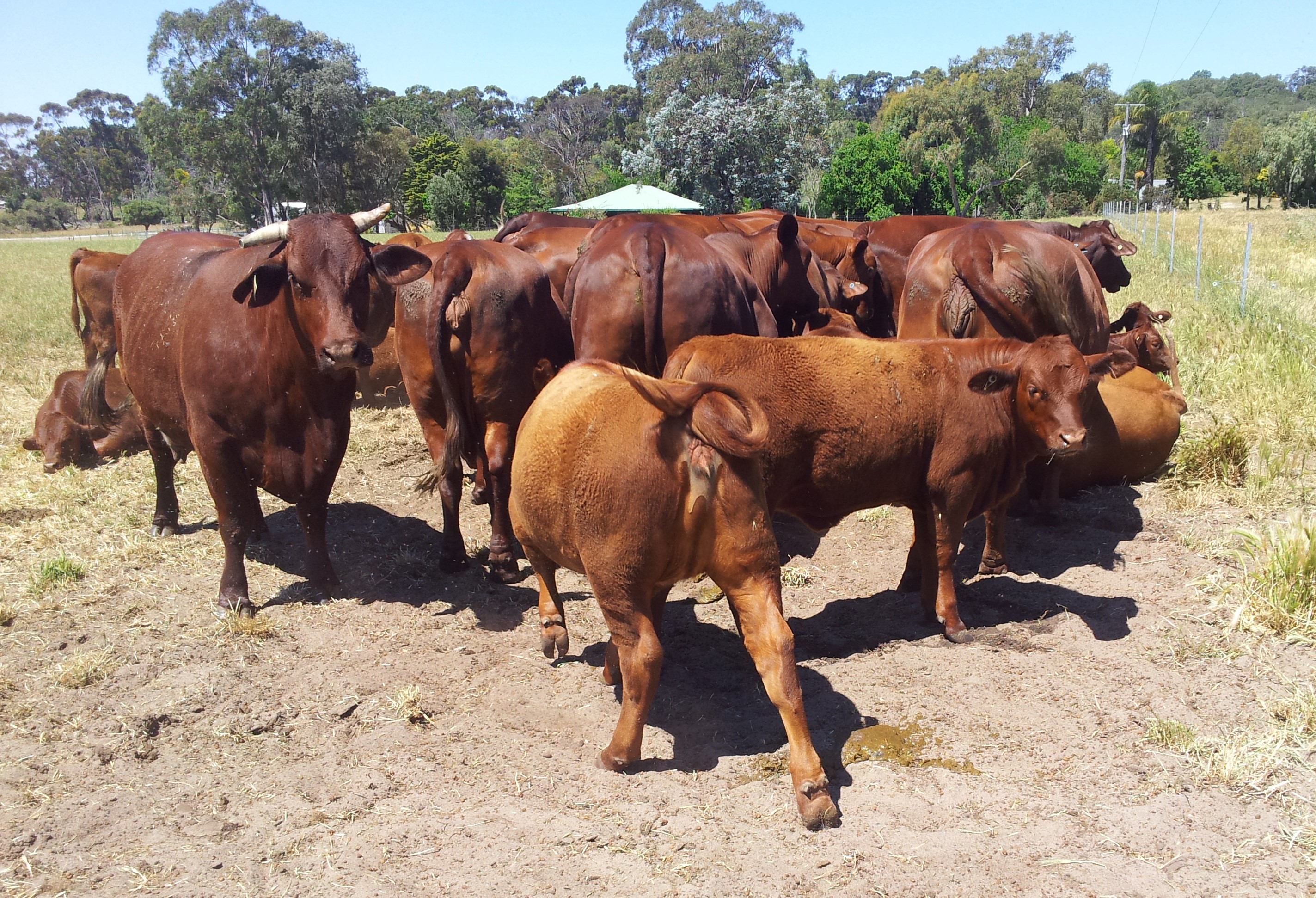 Cattle bunched together