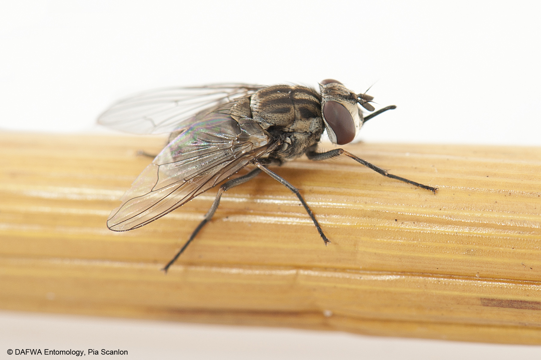 Stable fly on rail