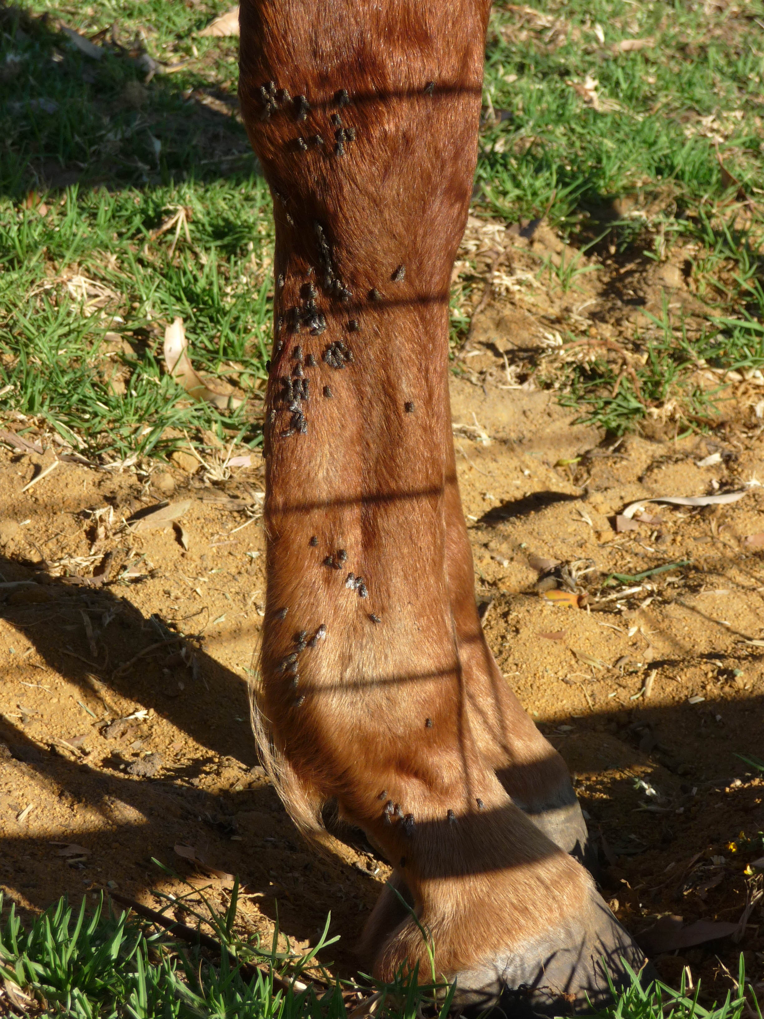 Horse lower leg covered in stable flies