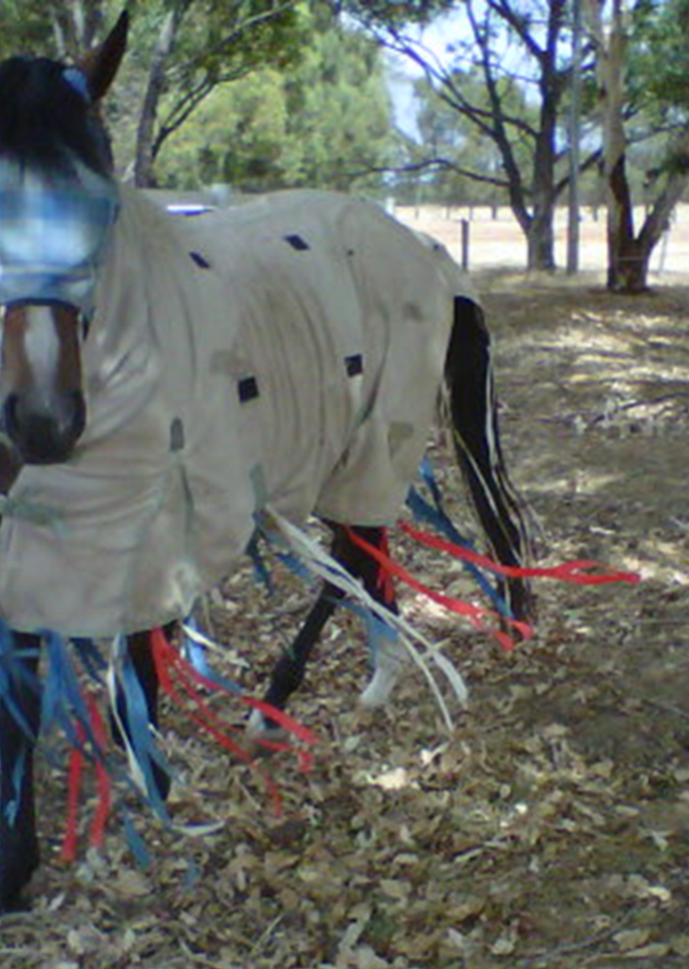 Horse with rug and tassels to protect against stable fly