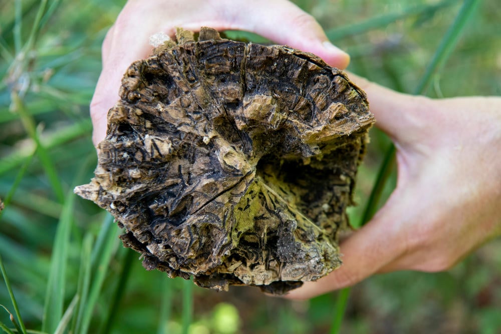Frontal shot of infested plant material.