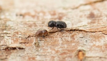 Polyphagous shot-hole borer