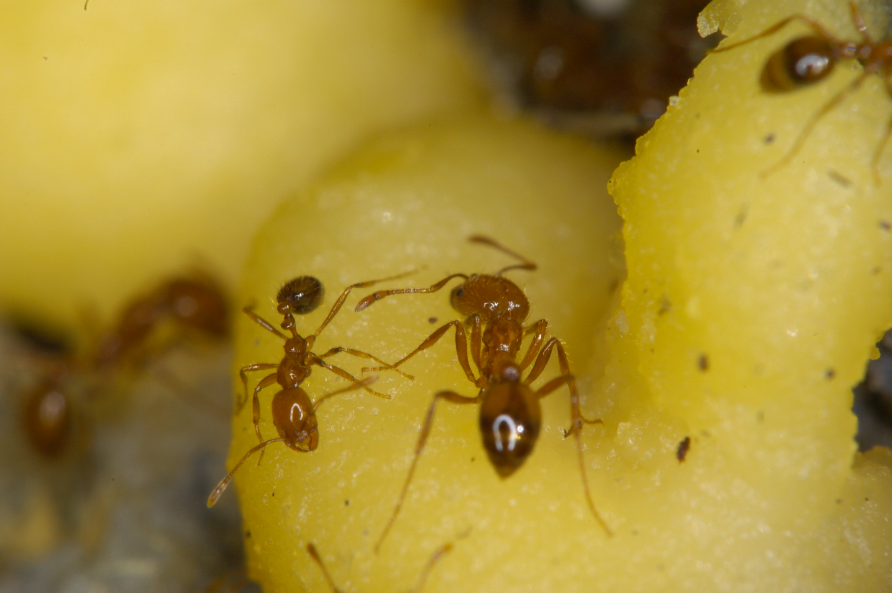 Tropical fire ant
