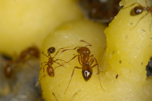 Shiny brown-orange ants
