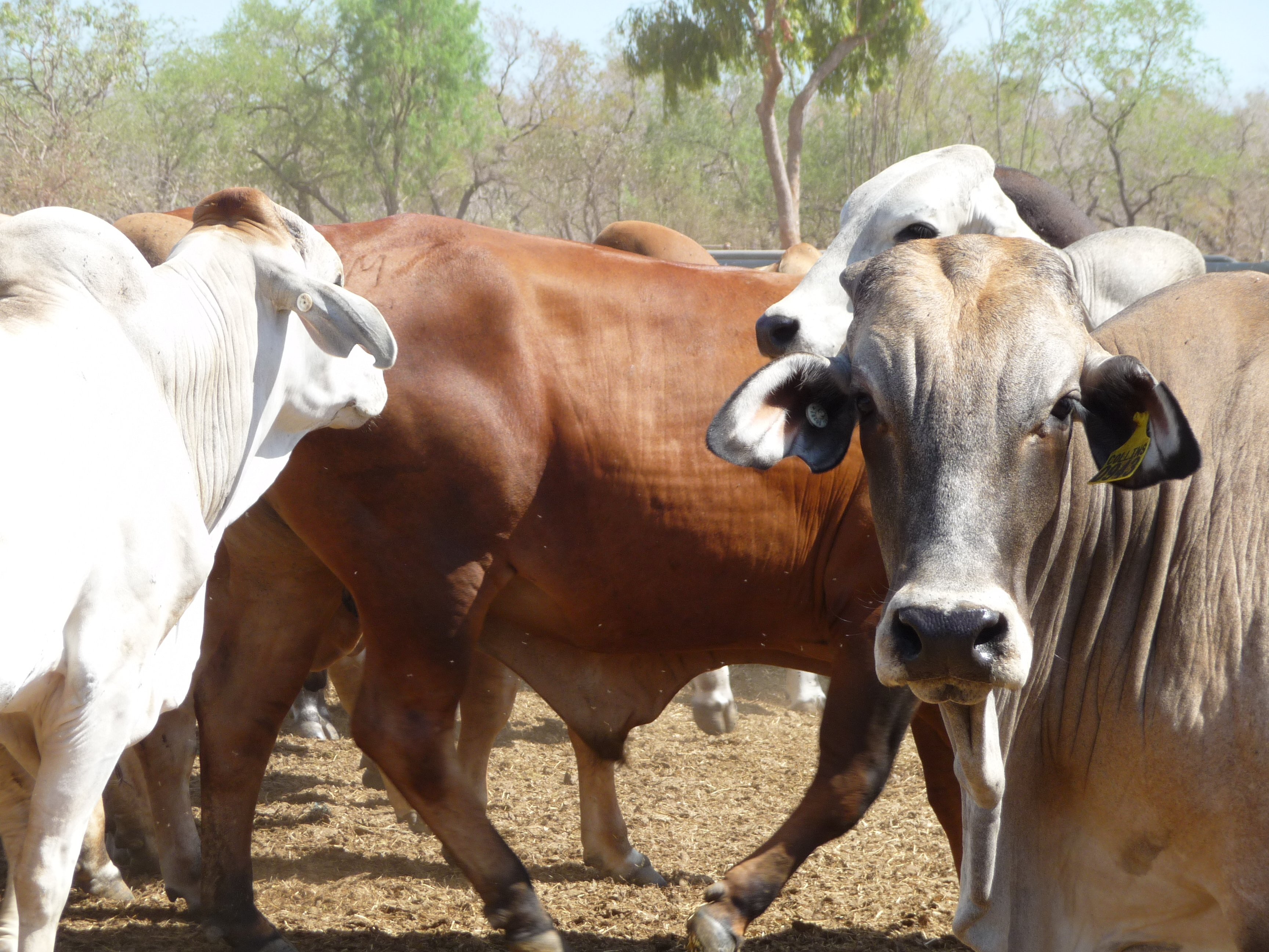 Brahman cattle in the Kimberley