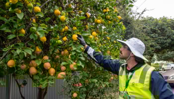 Biosecurity officer checking fruit tree