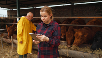 Monitoring cattle