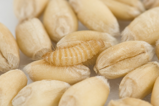 Pale yellow larvae with long spiky hairs in stored grain