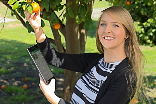 Person looking at fruit on tree and holding ipad 
