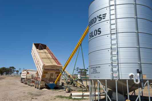 A grain truck unloads oats into a hopper, to be stored for feed for sheep, on a farm feed lot