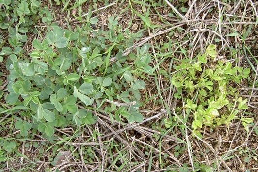 Healthy and infected plants
