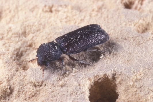 Adult beetle (cylindrical, reddish brown to brownish black) on wood