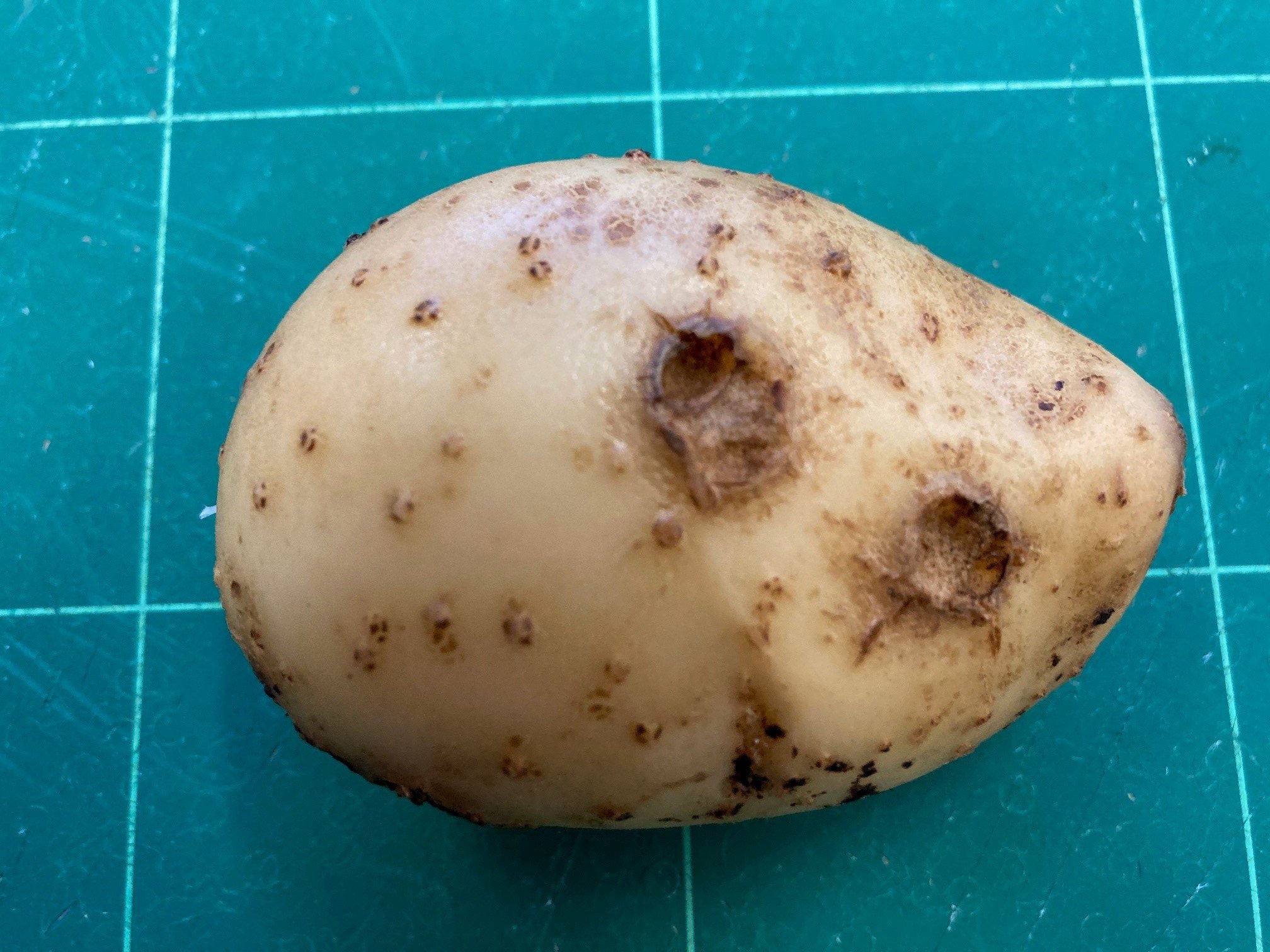 potato infected with mop-top virus