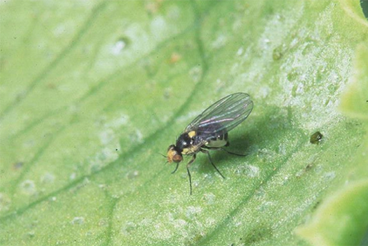 Small black fly with a yellow head and yellow spots on the thorax on green leaf