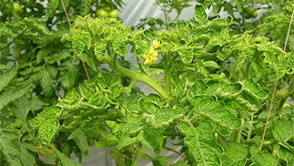 Green plant with curled leaves