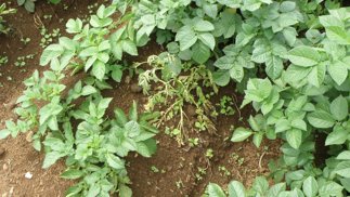Wilting plant