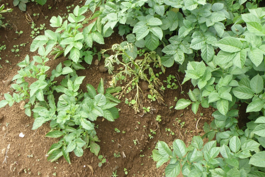 Wilting plant
