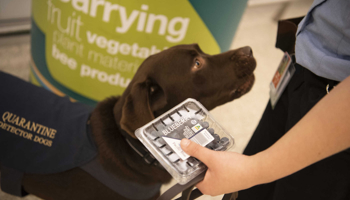 Quarantine dog detecting fruit at airport